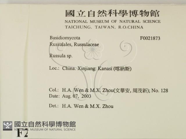 紅菇屬藏品圖，第2張