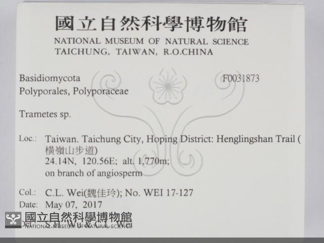 栓菌屬藏品圖，第2張