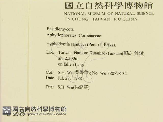 冇骨消絲齒菌藏品圖，第2張