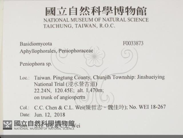 筍殼菌屬藏品圖，第2張