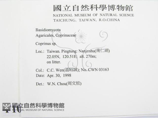 鬼傘屬藏品圖，第2張