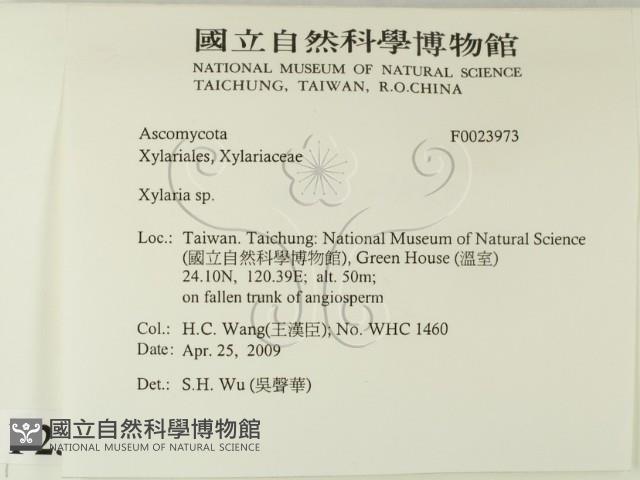 炭角菌屬藏品圖，第2張