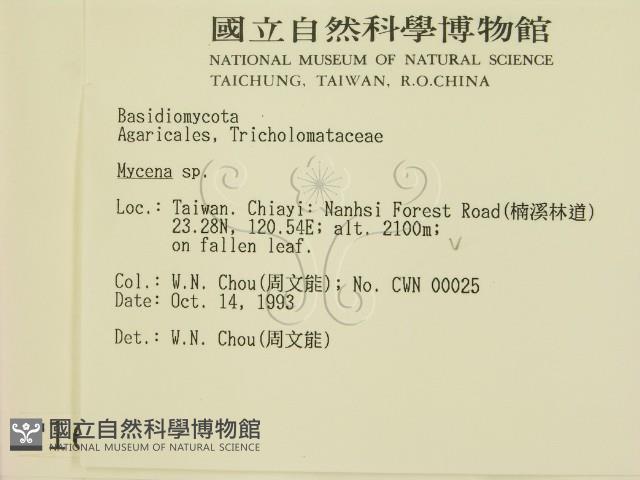 小菇屬藏品圖，第2張