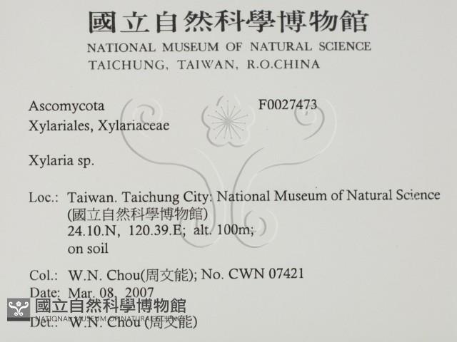 炭角菌屬藏品圖，第2張