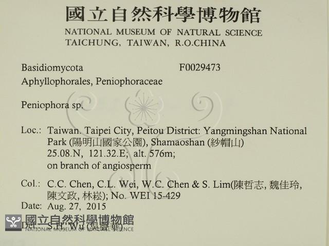 筍殼菌屬藏品圖，第2張