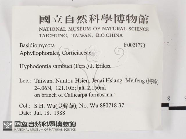 冇骨消絲齒菌藏品圖，第2張