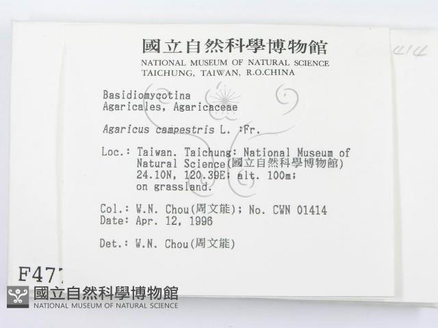 四孢蘑菇藏品圖，第2張