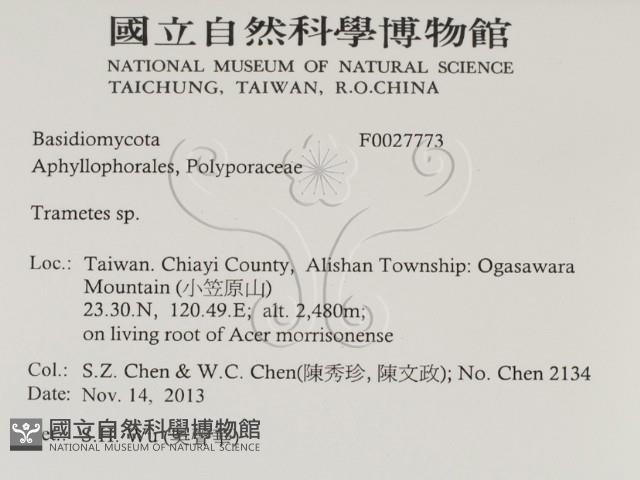 栓菌屬藏品圖，第2張