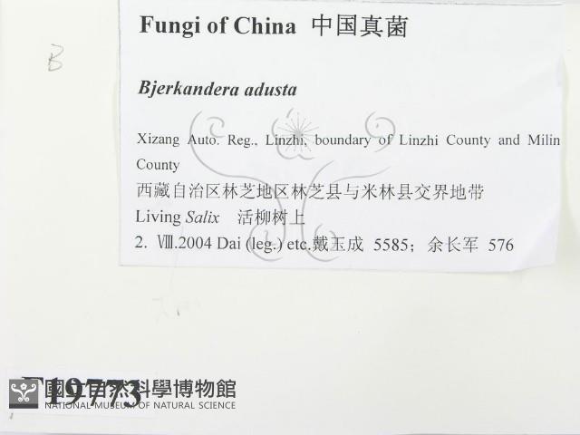 煙管菌藏品圖，第2張