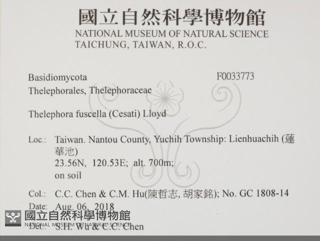 棕色革菌藏品圖，第2張