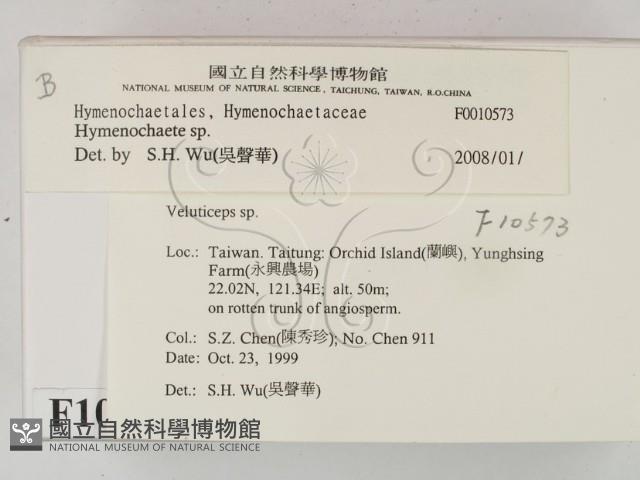 刺革菌屬藏品圖，第2張