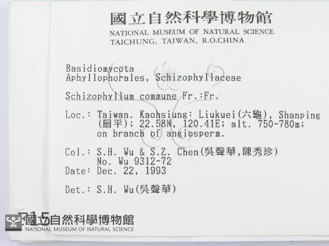裂褶菌藏品圖，第2張