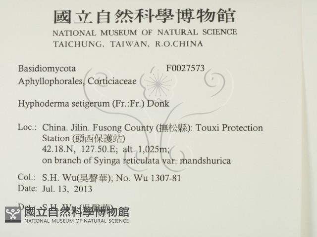 剛毛絲皮菌藏品圖，第2張