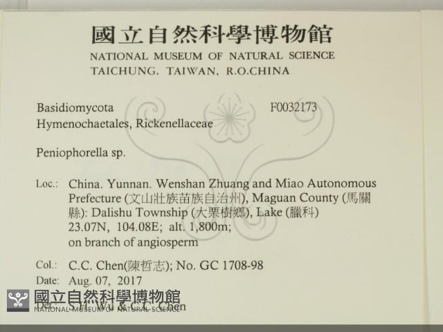擬筍殼菌屬藏品圖，第2張