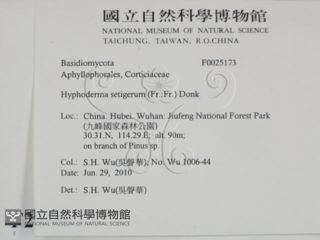 剛毛絲皮菌藏品圖，第2張