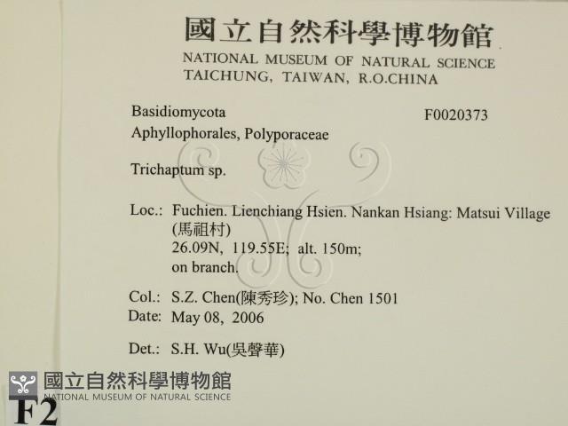 附毛菌屬藏品圖，第2張