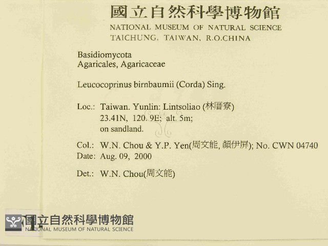 純黃白鬼傘藏品圖，第2張