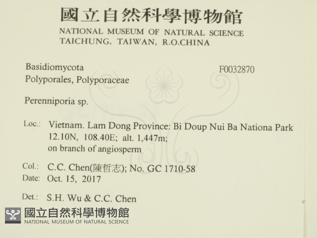 多年臥孔菌屬藏品圖，第2張