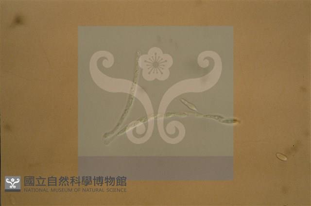 登錄號:F0012874藏品圖，第8張