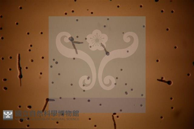 Accession Number:F0012872 Collection Image, Figure 7, Total 11 Figures