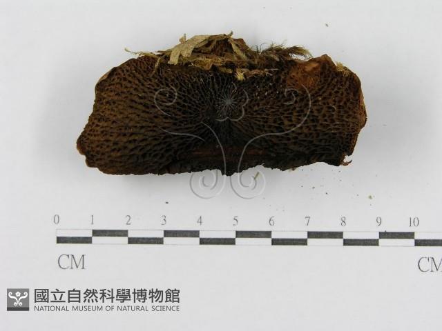 登錄號:F0004868藏品圖，第5張
