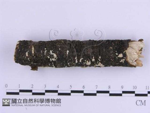 登錄號:F0017868藏品圖，第5張