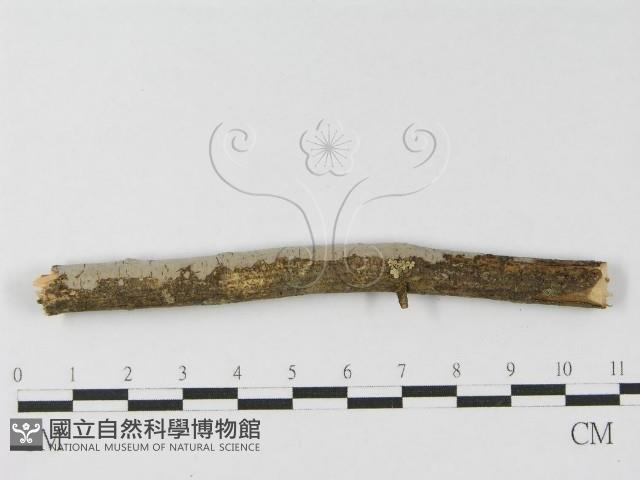 登錄號:F0010468藏品圖，第5張