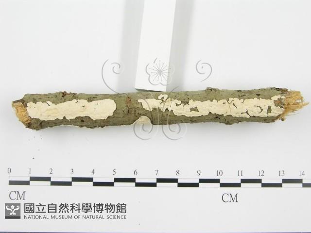 登錄號:F0001568藏品圖，第5張