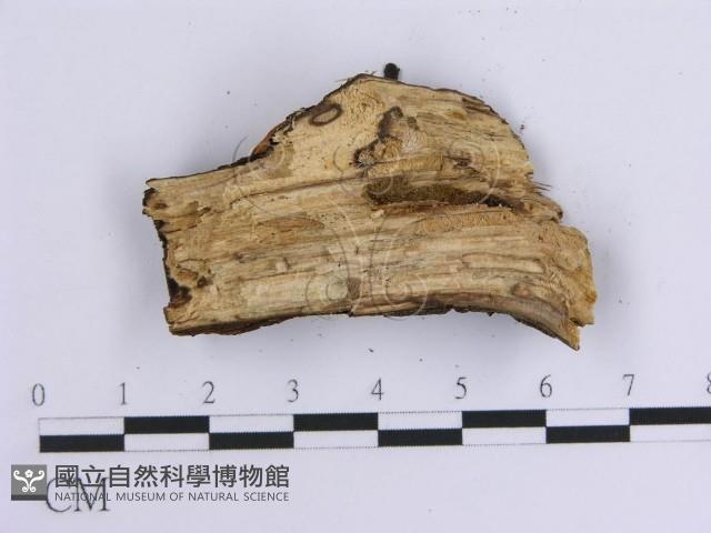 韌革菌屬藏品圖，第5張