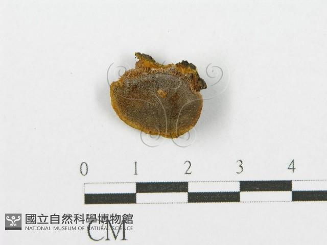 登錄號:F0017568藏品圖，第5張