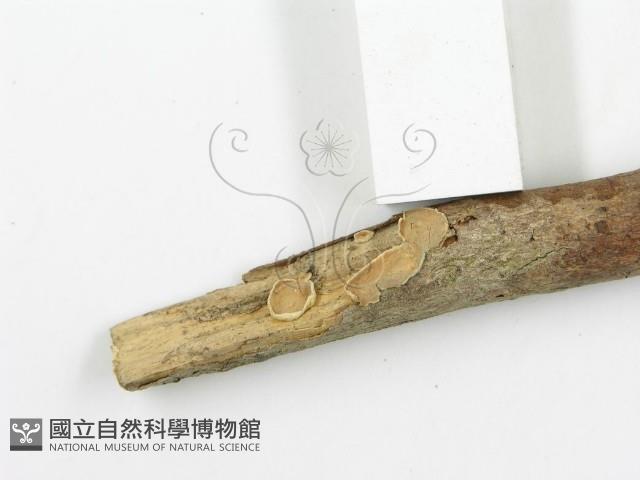 登錄號:F0020068藏品圖，第5張