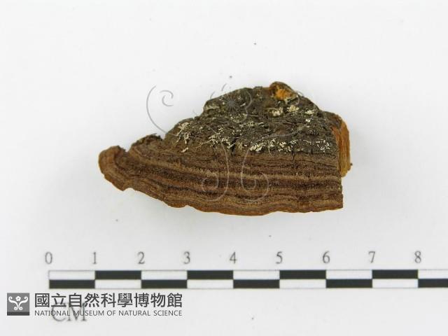 登錄號:F0014068藏品圖，第5張