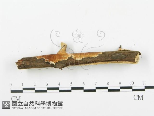 登錄號:F0004228藏品圖，第5張