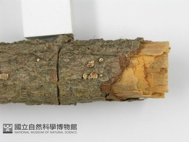 登錄號:F0000928藏品圖，第5張