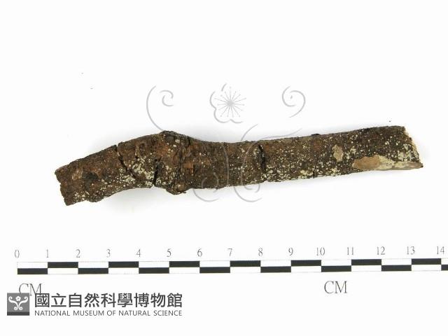 齒耳菌屬藏品圖，第5張