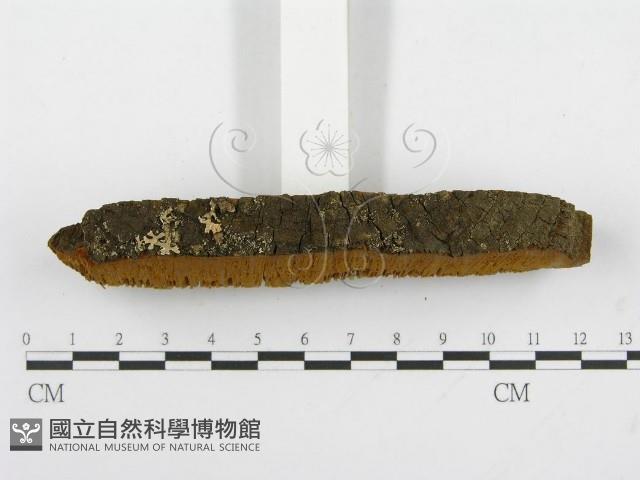 登錄號:F0004628藏品圖，第5張