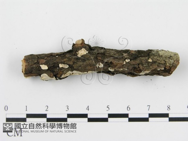 登錄號:F0013628藏品圖，第5張