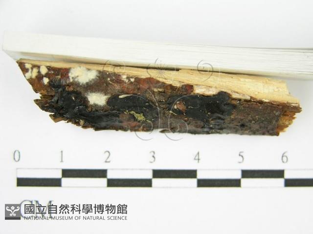 登錄號:F0002728藏品圖，第5張