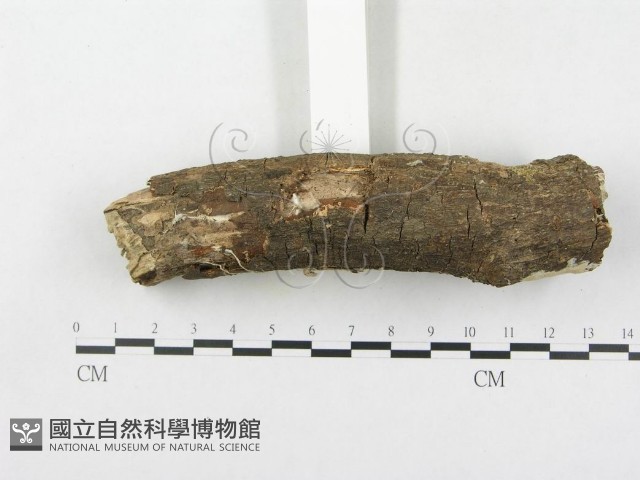 登錄號:F0000128藏品圖，第5張