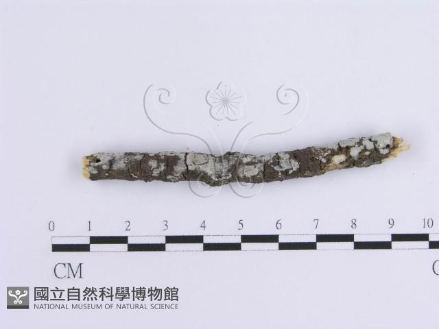 登錄號:F0015128藏品圖，第5張