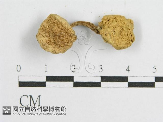 登錄號:F0012328藏品圖，第5張