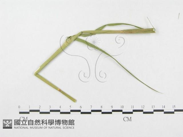 登錄號:F0019328藏品圖，第5張