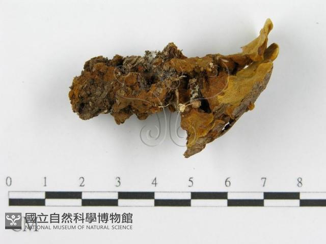 登錄號:F0016208藏品圖，第5張