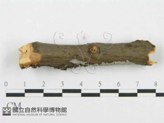 筍殼菌屬藏品圖，第5張