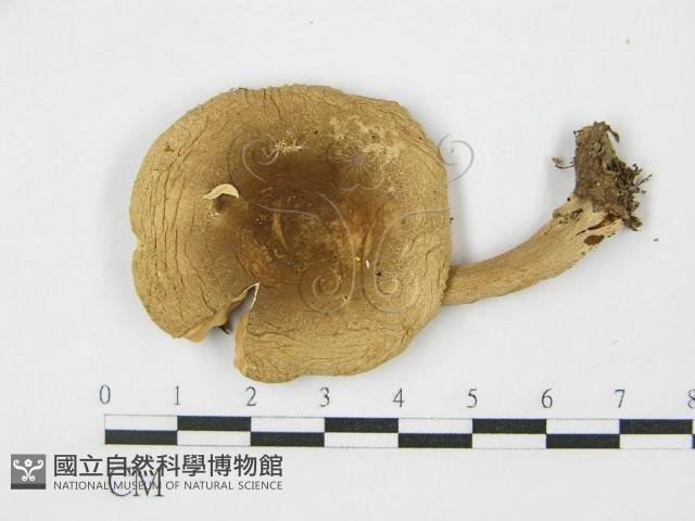 登錄號:F0004908藏品圖，第5張