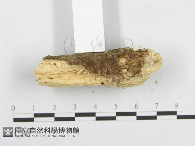 登錄號:F0002908藏品圖，第5張