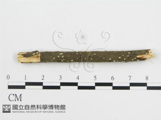 登錄號:F0013708藏品圖，第5張
