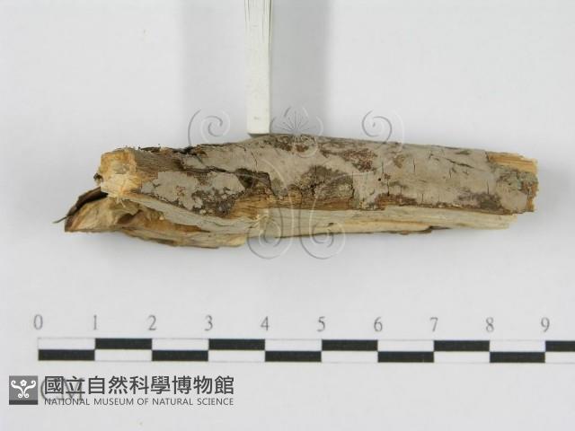 登錄號:F0010508藏品圖，第5張