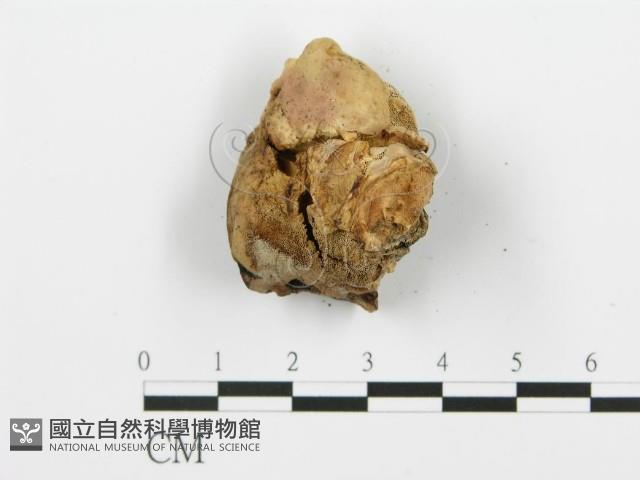 登錄號:F0016508藏品圖，第5張