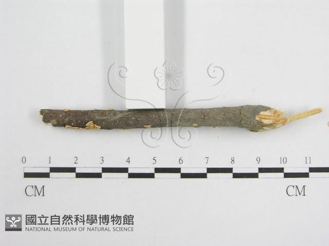 微皮傘屬藏品圖，第5張